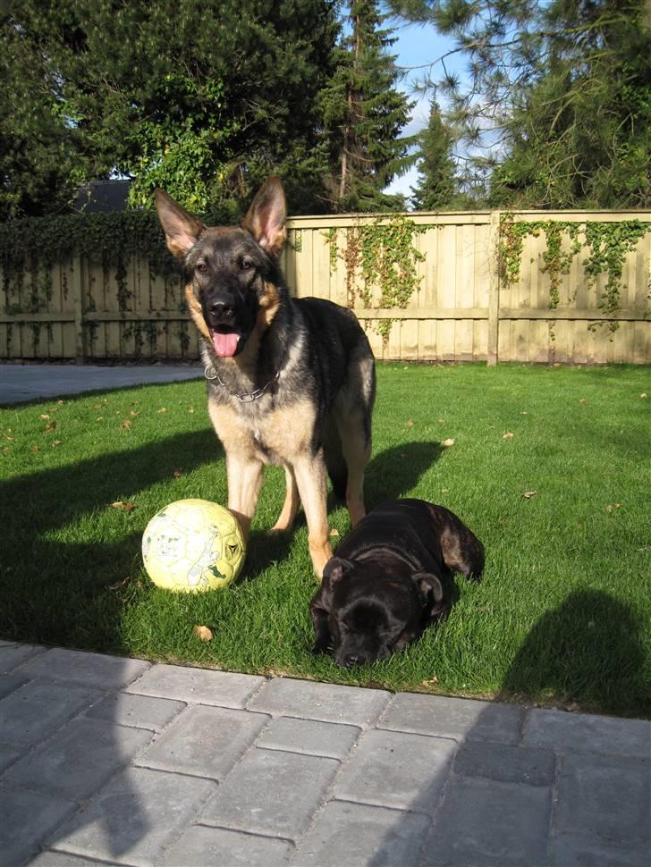 Schæferhund Abardi Chaos billede 9