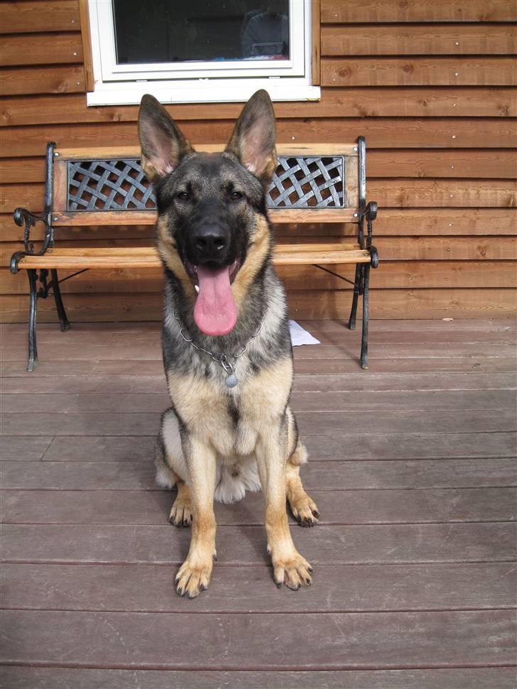 Schæferhund Abardi Chaos billede 10