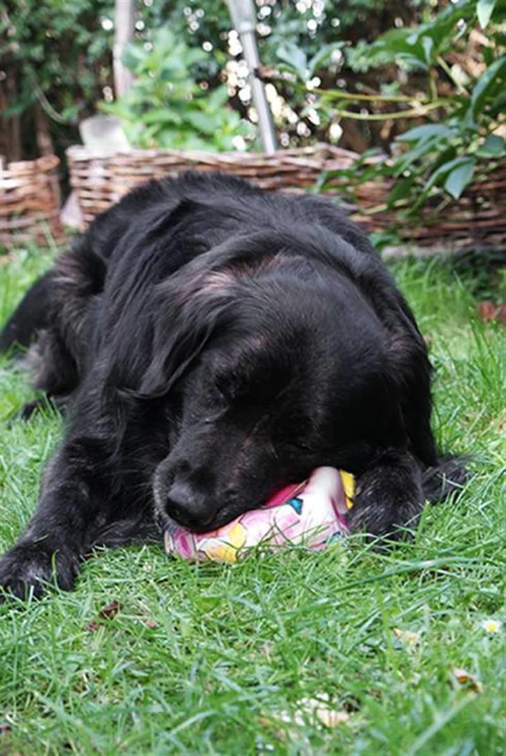 Blanding af racer Balto - Balto slapper af med sin bold - 2009 billede 30