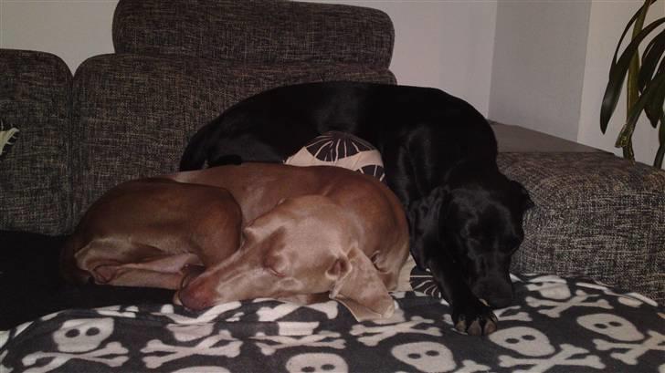 Blanding af racer Malie - Mor Eleu og datter Malie (sort) billede 1