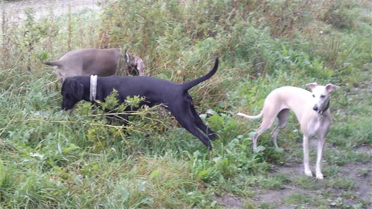 Blanding af racer Malie billede 2