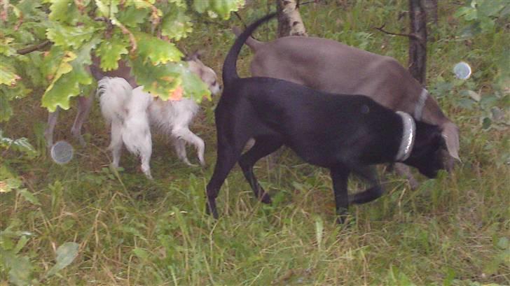 Blanding af racer Malie billede 3