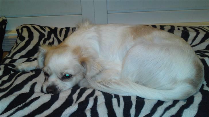 Blanding af racer Lui - Lille Lui billede 1