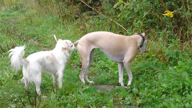 Blanding af racer Lui - Jep hun er min...*GG* Lui og Mandi. billede 2