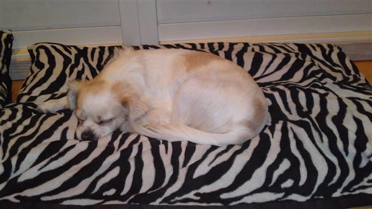 Blanding af racer Lui billede 3