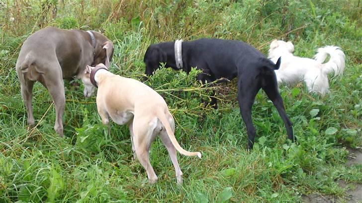 Blanding af racer Lui - Lui med sine piger. billede 4