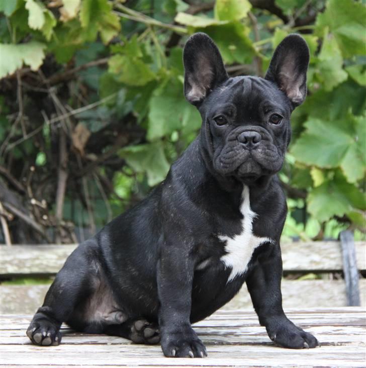 Fransk bulldog JCH Doran´s Jongleur billede 3