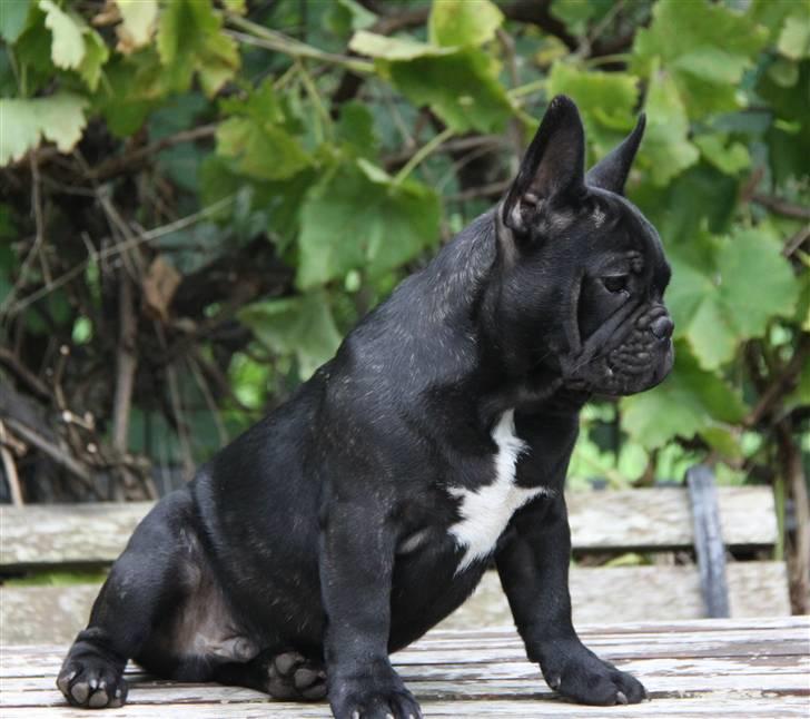 Fransk bulldog JCH Doran´s Jongleur billede 4