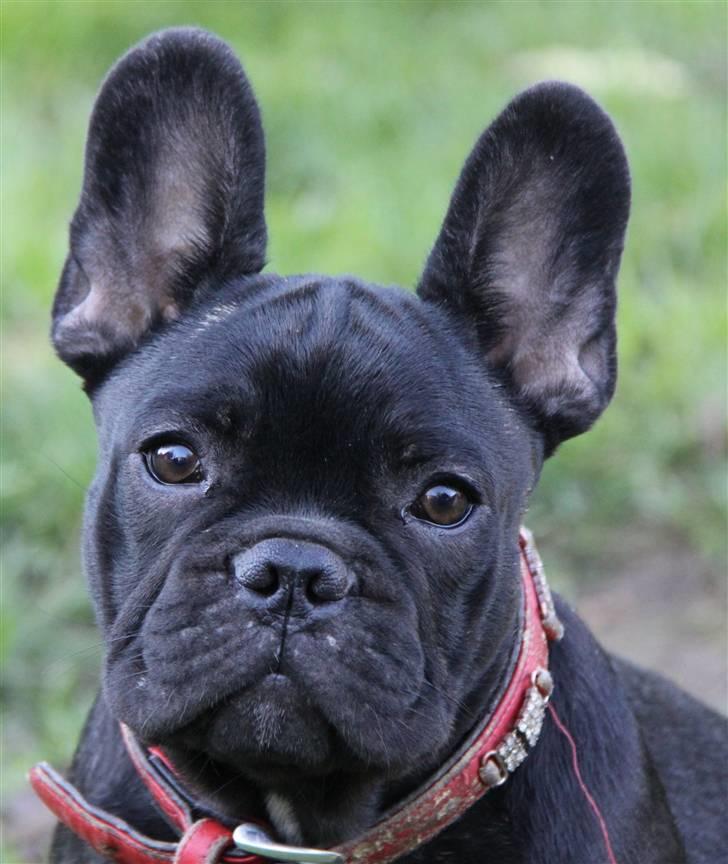 Fransk bulldog JCH Doran´s Jongleur billede 5