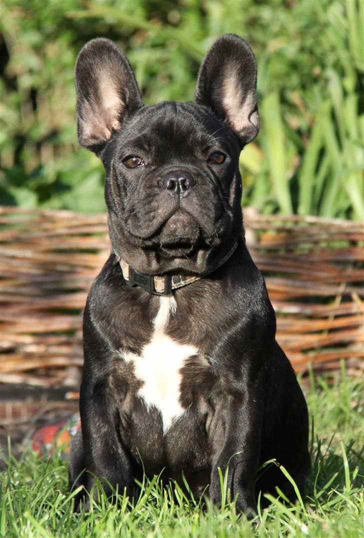 Fransk bulldog JCH Doran´s Jongleur billede 6