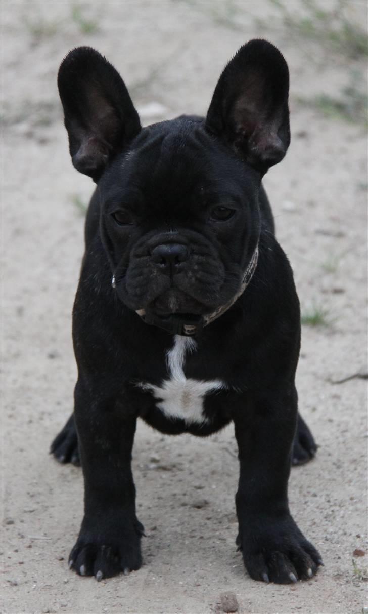 Fransk bulldog JCH Doran´s Jongleur billede 7