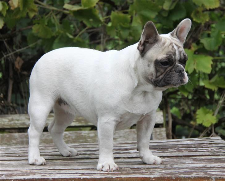 Fransk bulldog Catrinell´s AtillaVanilla billede 7