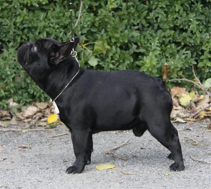 Fransk bulldog Diesel House Taddy billede 14