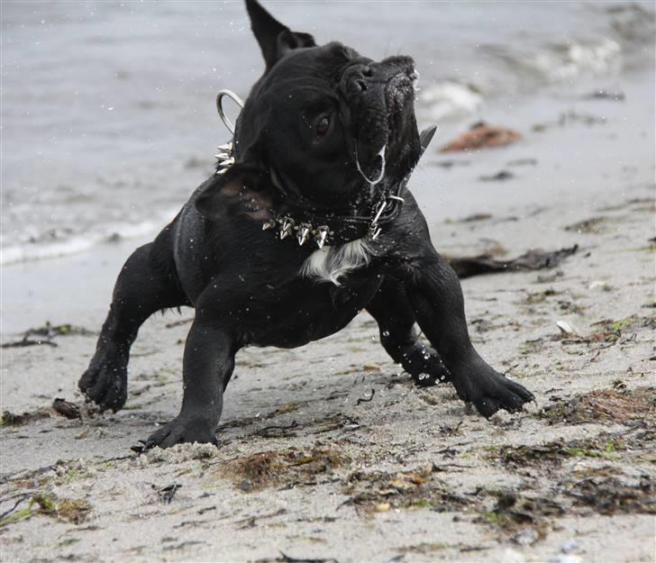 Fransk bulldog Diesel House Taddy billede 15