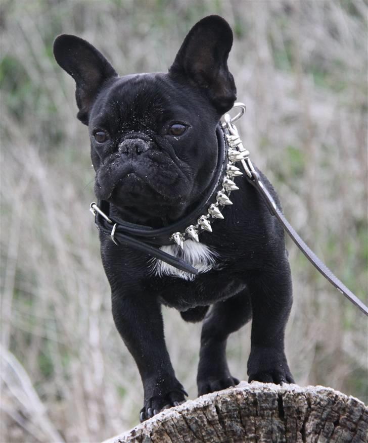 Fransk bulldog Diesel House Taddy billede 16