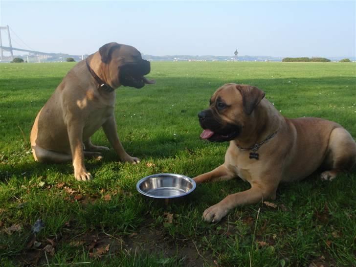 Bullmastiff Boulevard of Fame Hector - Hector liggende og flotte bror Kenzo siddende :) billede 12