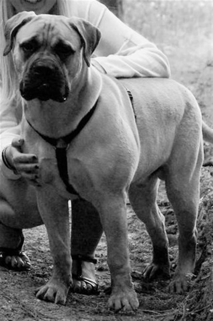 Bullmastiff Boulevard of Fame Hector - Herning World Dog Show 2010. 7mdr billede 13
