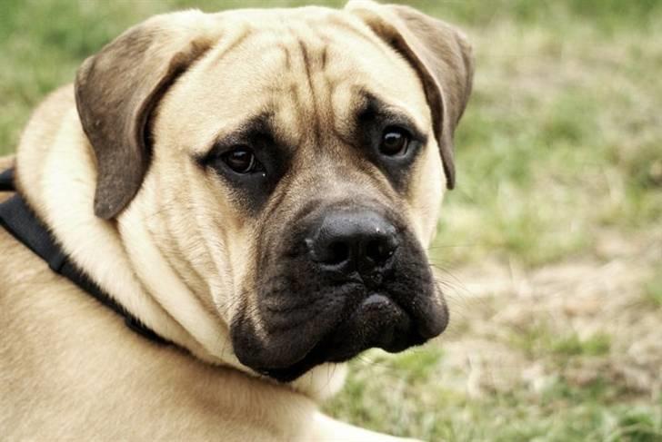 Bullmastiff Boulevard of Fame Hector - Herning World Dog Show 2010. 7mdr  billede 14