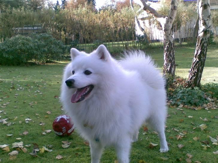 Japansk spids Benzo billede 8