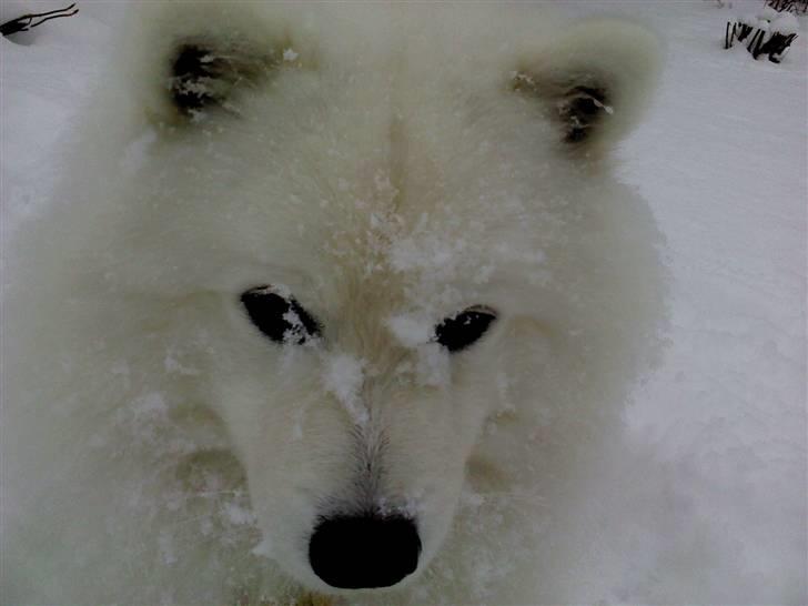 Japansk spids Benzo billede 9