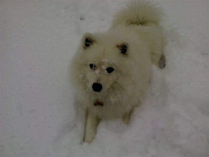 Japansk spids Benzo billede 10