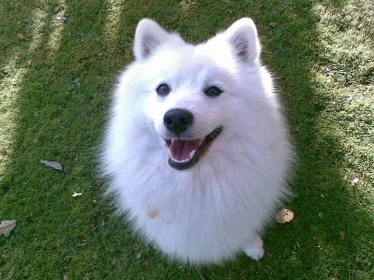 Japansk spids Benzo billede 11