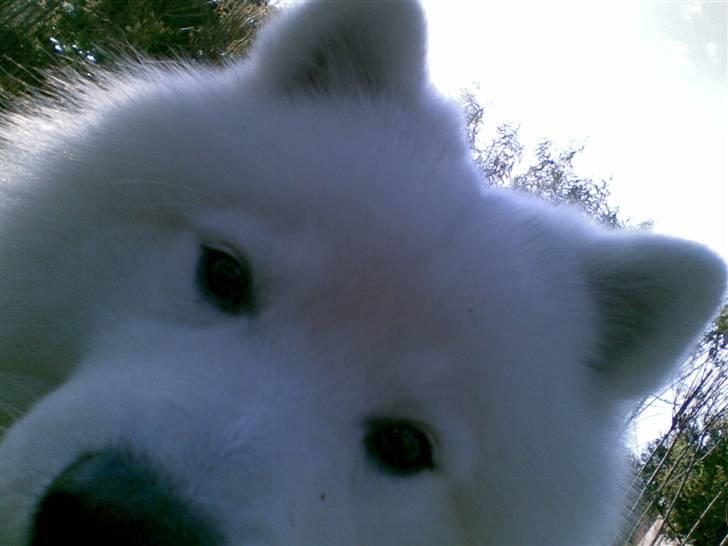 Japansk spids Benzo billede 12