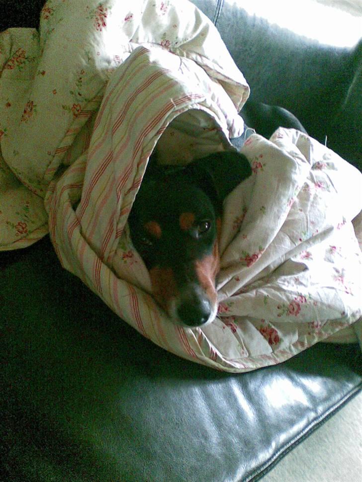 Dansk svensk gaardhund Gismo - Putte-Røv ;) billede 1