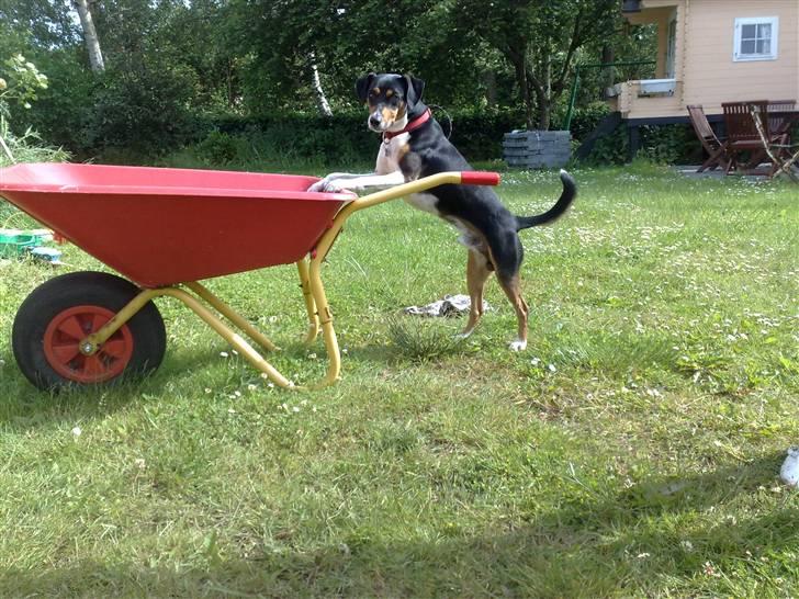 Dansk svensk gaardhund Gismo - Gismo i haven. billede 2