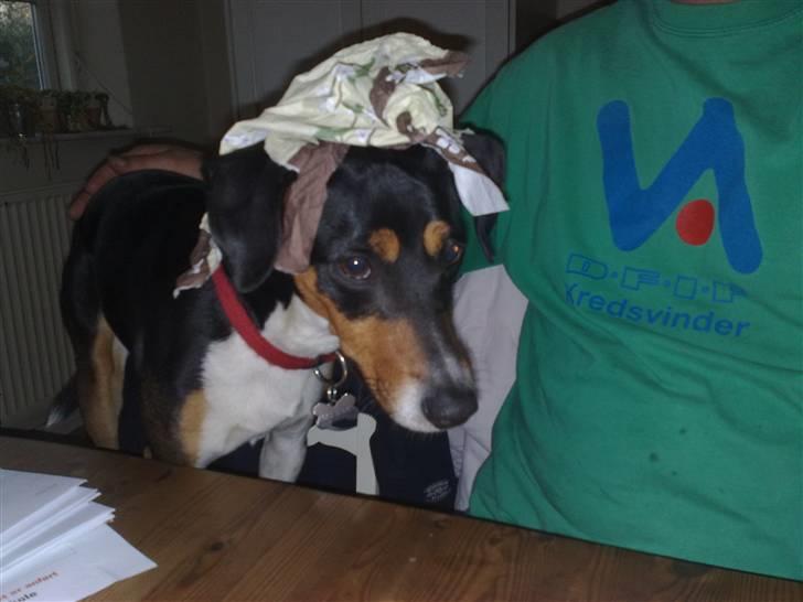 Dansk svensk gaardhund Gismo - Gismo, med en serviet på hovedt :D billede 3