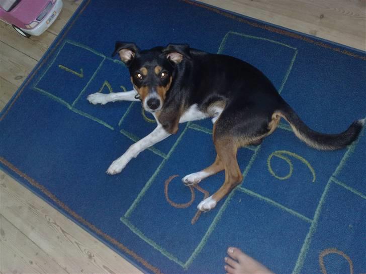 Dansk svensk gaardhund Gismo billede 4