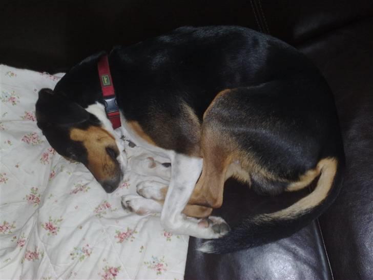 Dansk svensk gaardhund Gismo - Putte-Røv.... Igen! billede 5