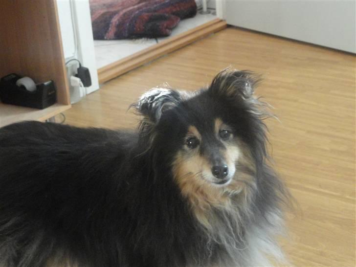 Shetland sheepdog Bessie - R.I.P minskat :-* - 1* Min dejlige vuffer, efterår 2010 ;) Foto: Mig billede 1