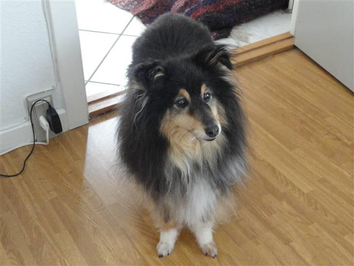 Shetland sheepdog Bessie - R.I.P minskat :-* - 2* Den smukke, efterår 2010 Foto: Mig billede 2