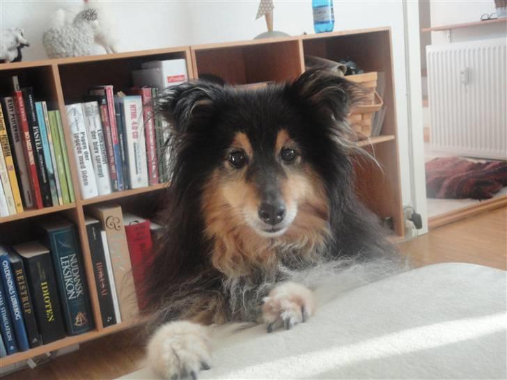 Shetland sheepdog Bessie - R.I.P minskat :-* - 3* Nuttet (: Efterår 2010 Foto: Mig billede 3