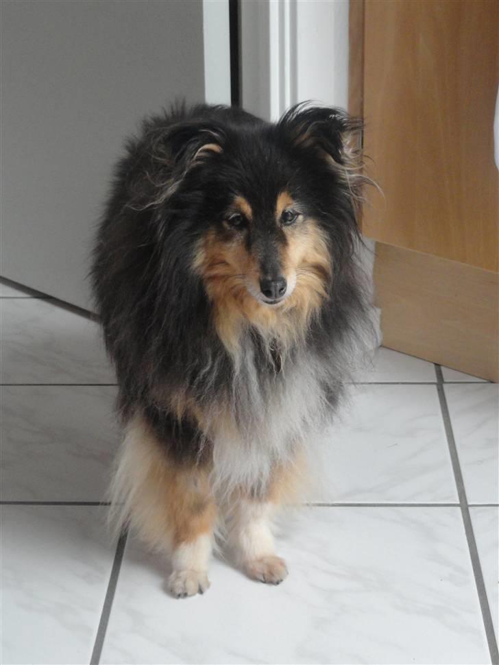 Shetland sheepdog Bessie - R.I.P minskat :-* - 4* Den smukkeste hund i verden! Efterår 2010 Foto: Mig billede 4