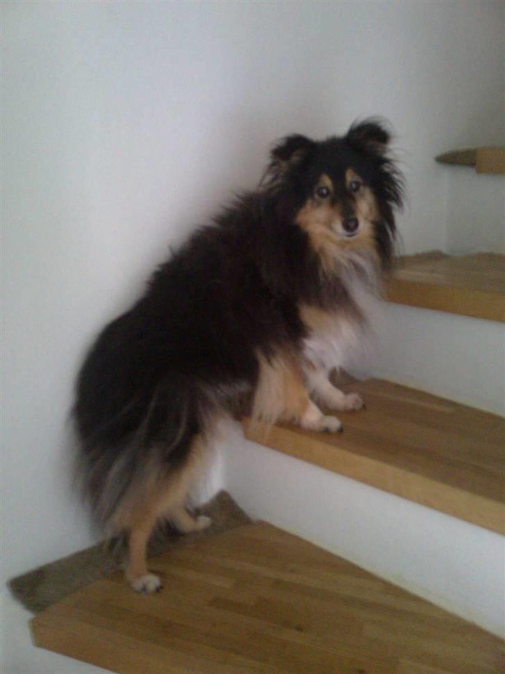 Shetland sheepdog Bessie - R.I.P minskat :-* - 5* Bessie på trappen :D Efterår 2010 Foto: Mig billede 5