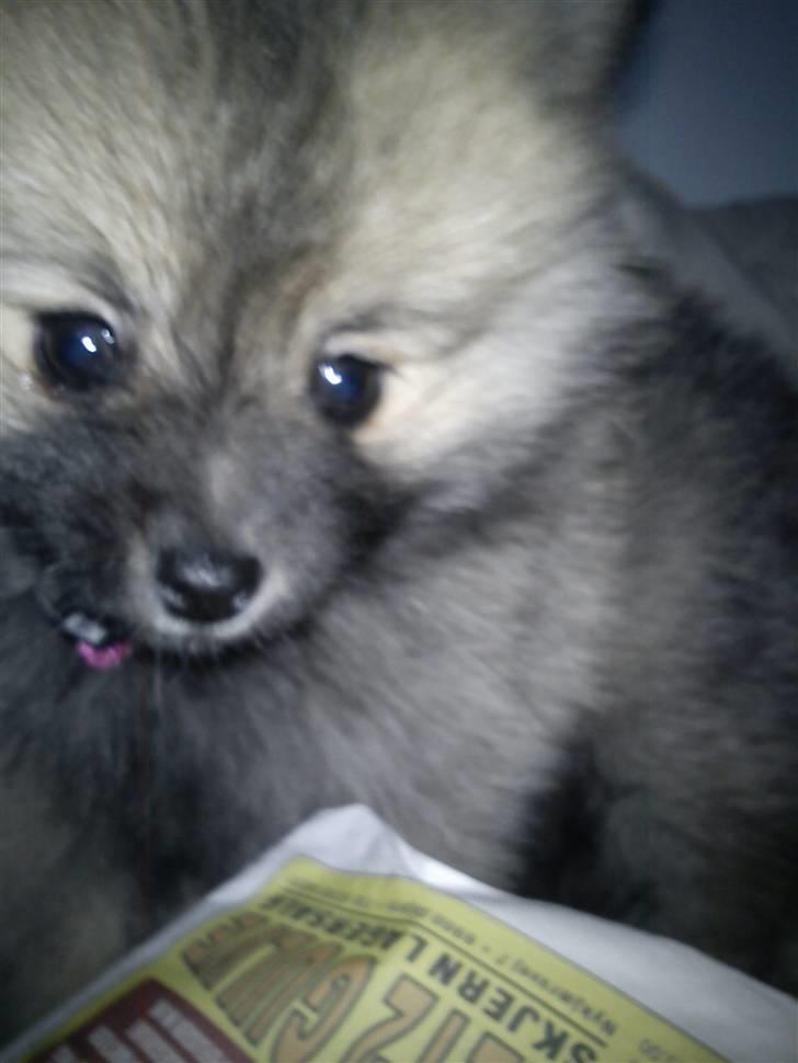 Pomeranian Maggie billede 1