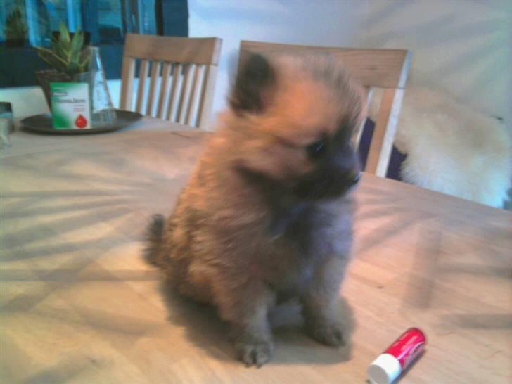Pomeranian Maggie - Her var jeg ikke så gammel. billede 2
