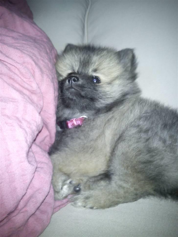 Pomeranian Maggie billede 3