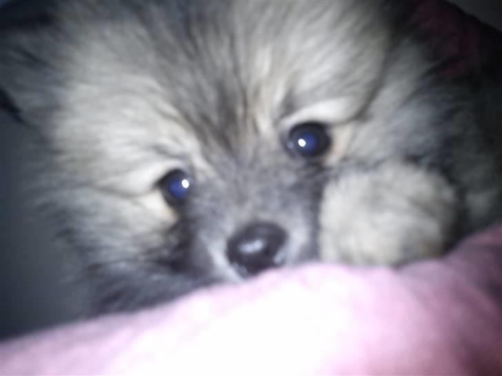 Pomeranian Maggie billede 4