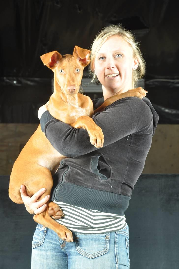 Pharaohound Vaskurs Obelix Qiwison billede 17