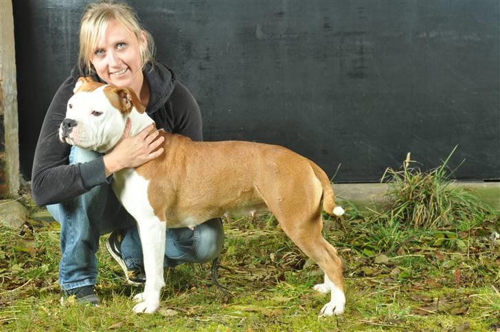 Amerikansk staffordshire terrier Tatar's Incy billede 18