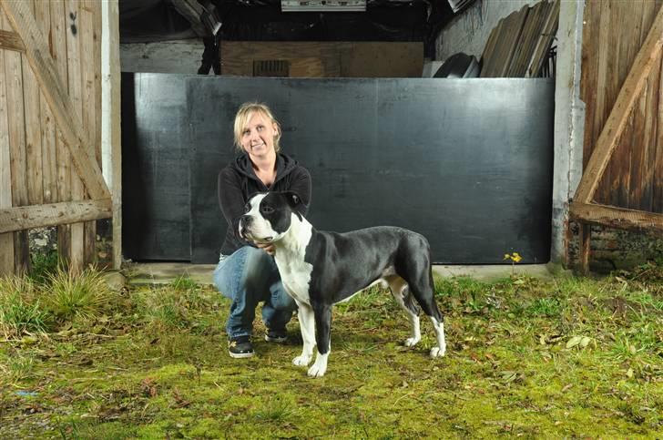 Amerikansk staffordshire terrier Black Storm Long Step RIP billede 20