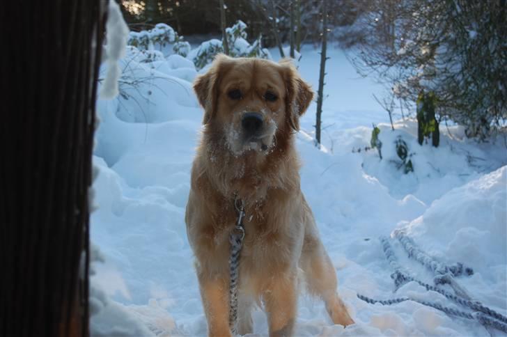 Golden retriever Futte | Himmel- Prinssen billede 20