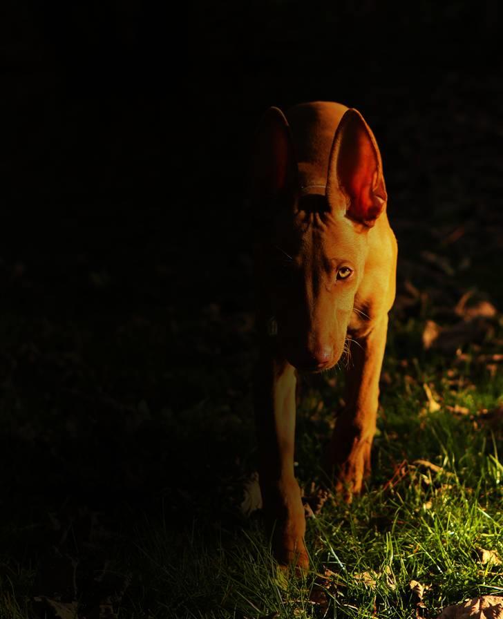 Pharaohound Spisis most wanted ramses(RIP) billede 10