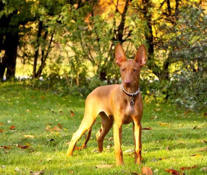 Pharaohound Spisis most wanted ramses(RIP) billede 11