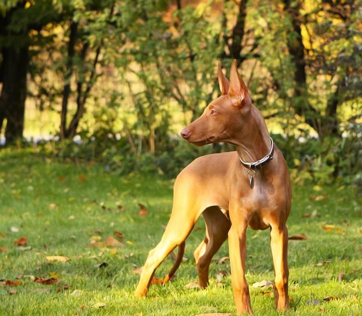 Pharaohound Spisis most wanted ramses(RIP) billede 12