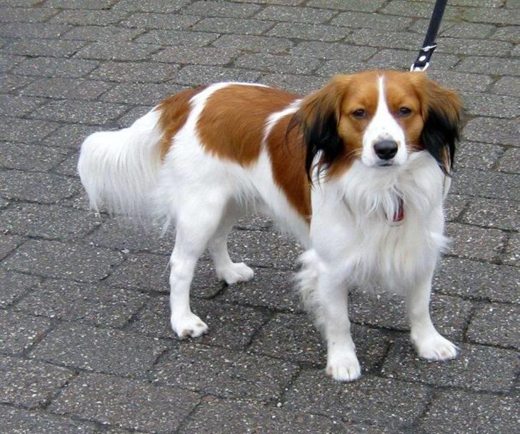 Kooikerhondje | Hector, Dansk Champion. billede 2