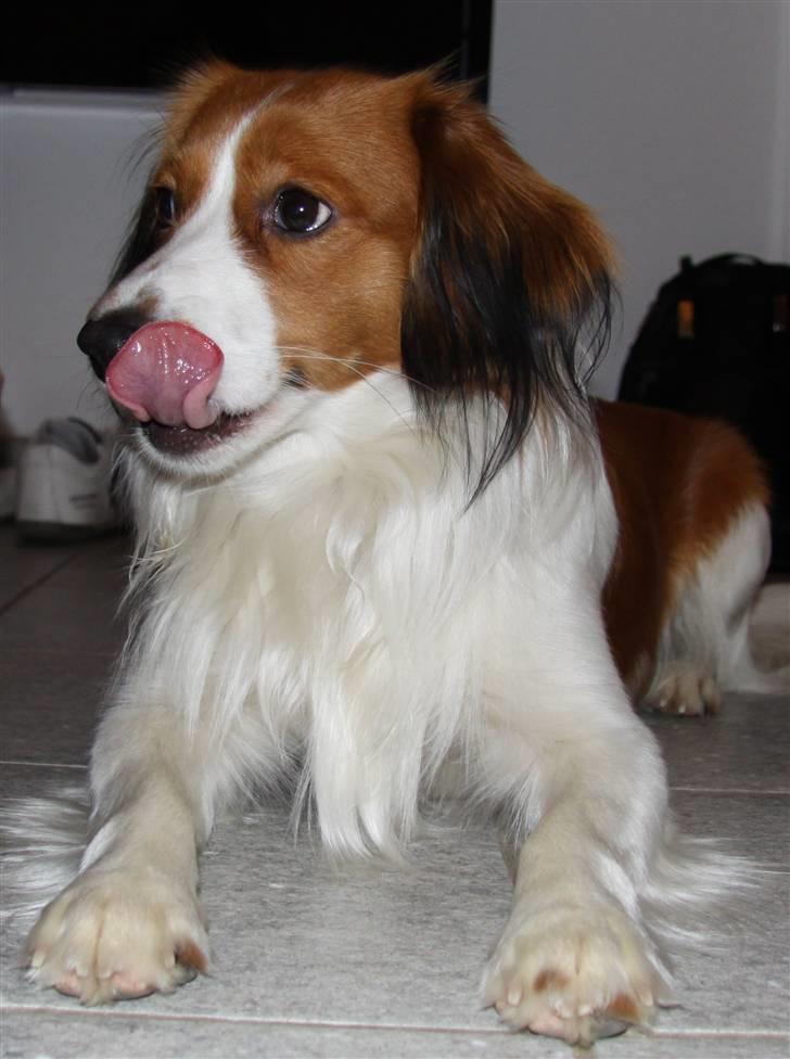 Kooikerhondje | Hector, Dansk Champion. billede 3